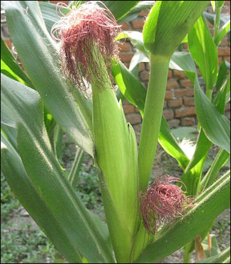 20120525-corn Yumi2.jpg